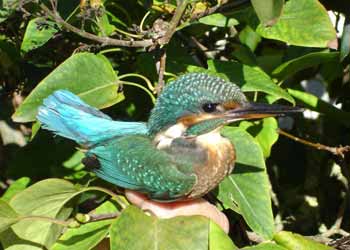 Une martin pêcheur